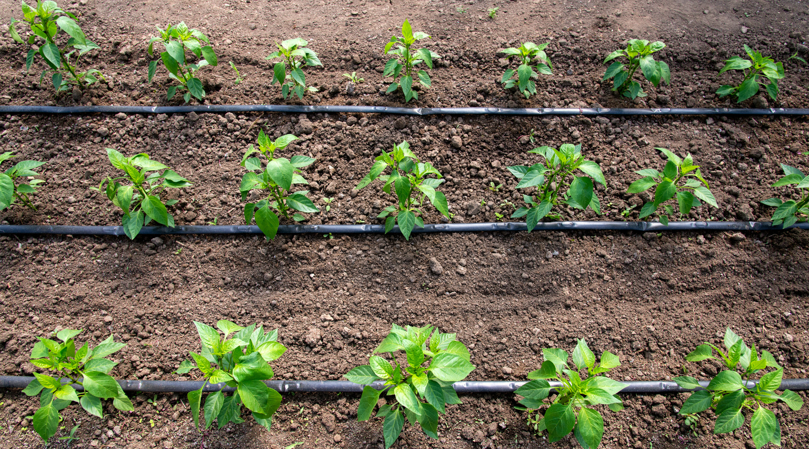 Drip Irrigation System